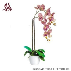 Majestic Orchid Bloom