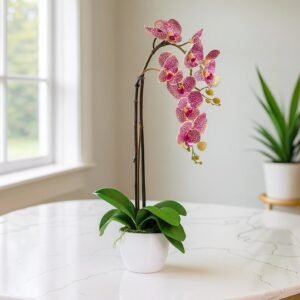 Majestic Orchid Bloom